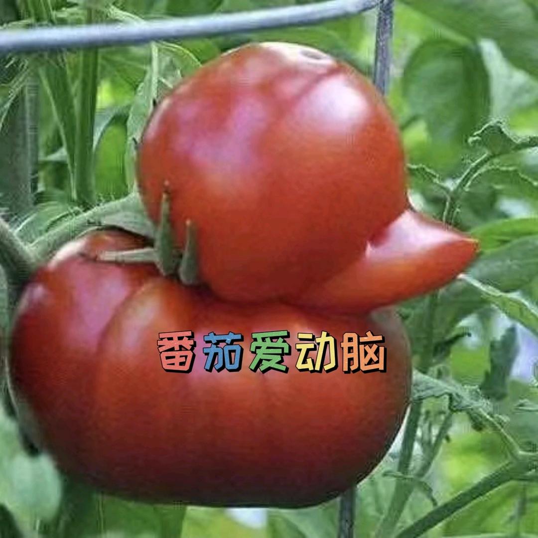 番茄爱动脑