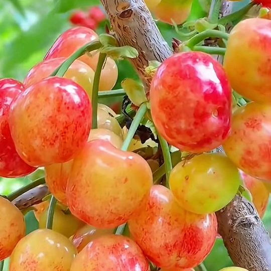 只能在回忆里完整