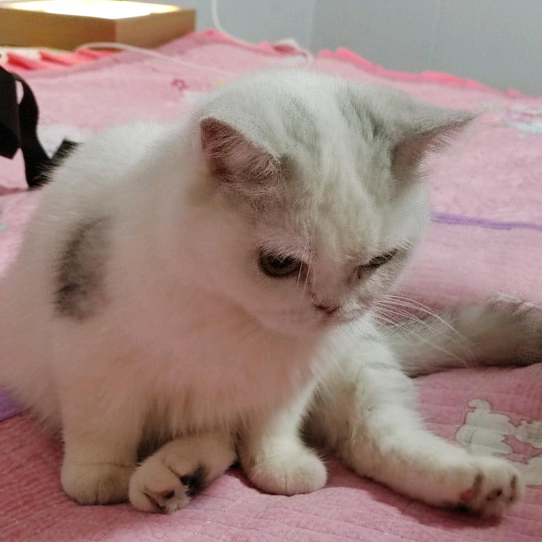 不吃香菜..