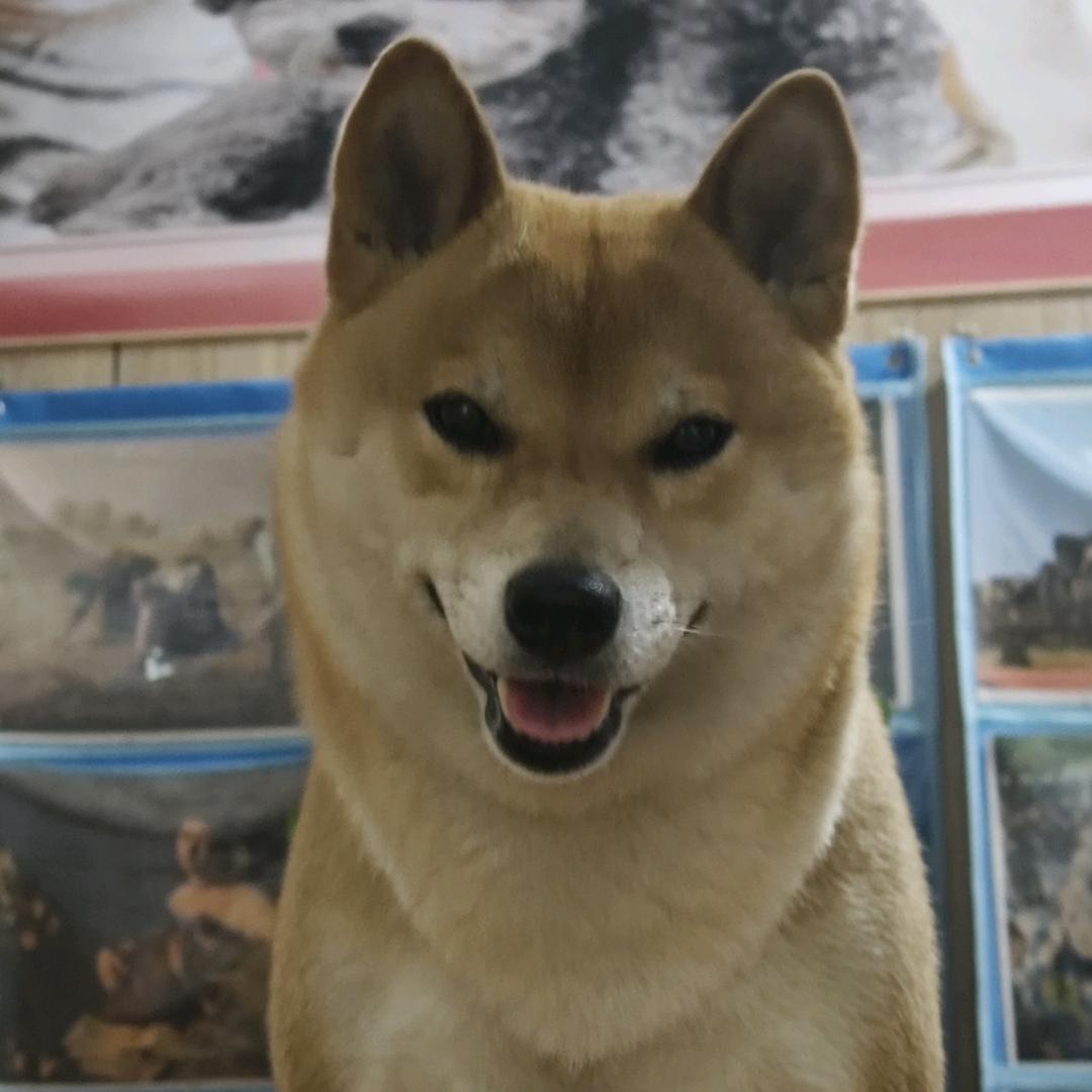 宠物营养师 晓玲