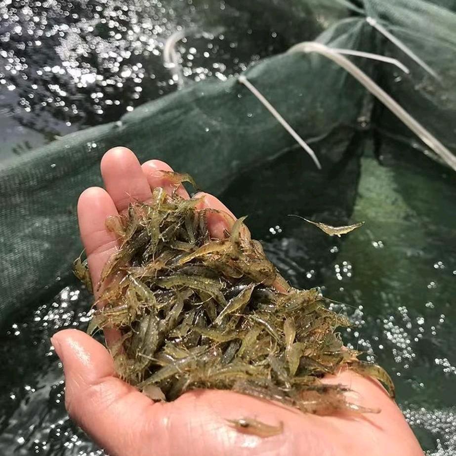 河虾养殖户