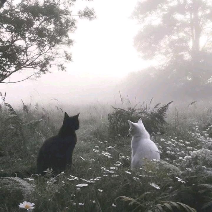 续雪