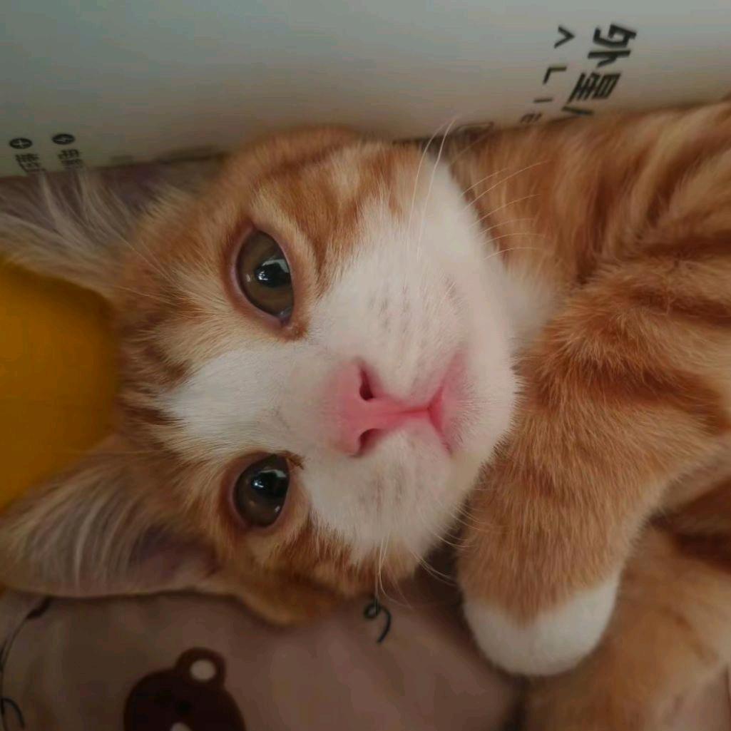 晚晚安
