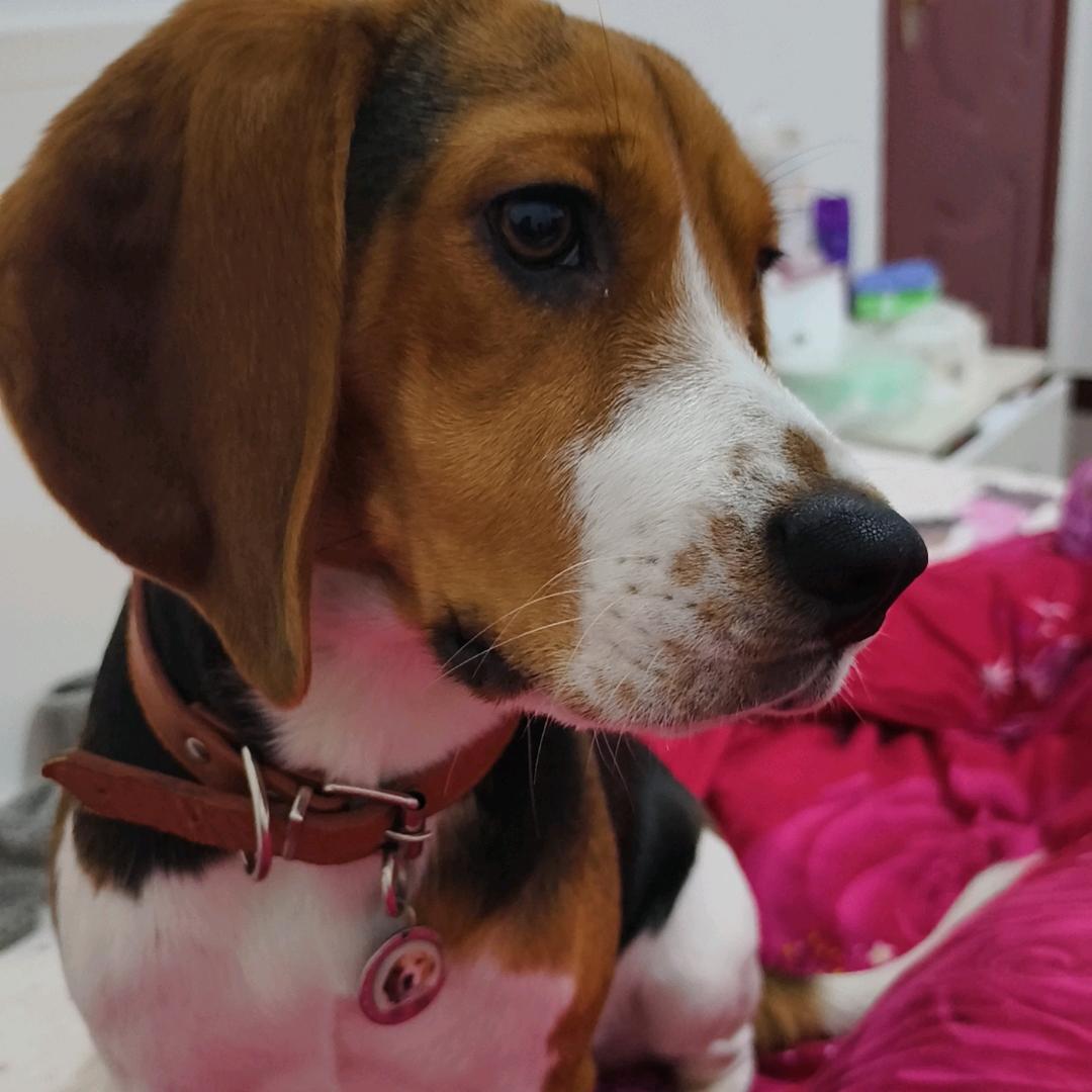 《花妞》是比格《拒绝私信》