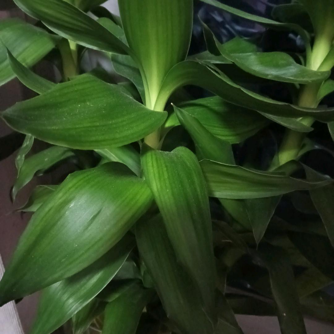 阿涛