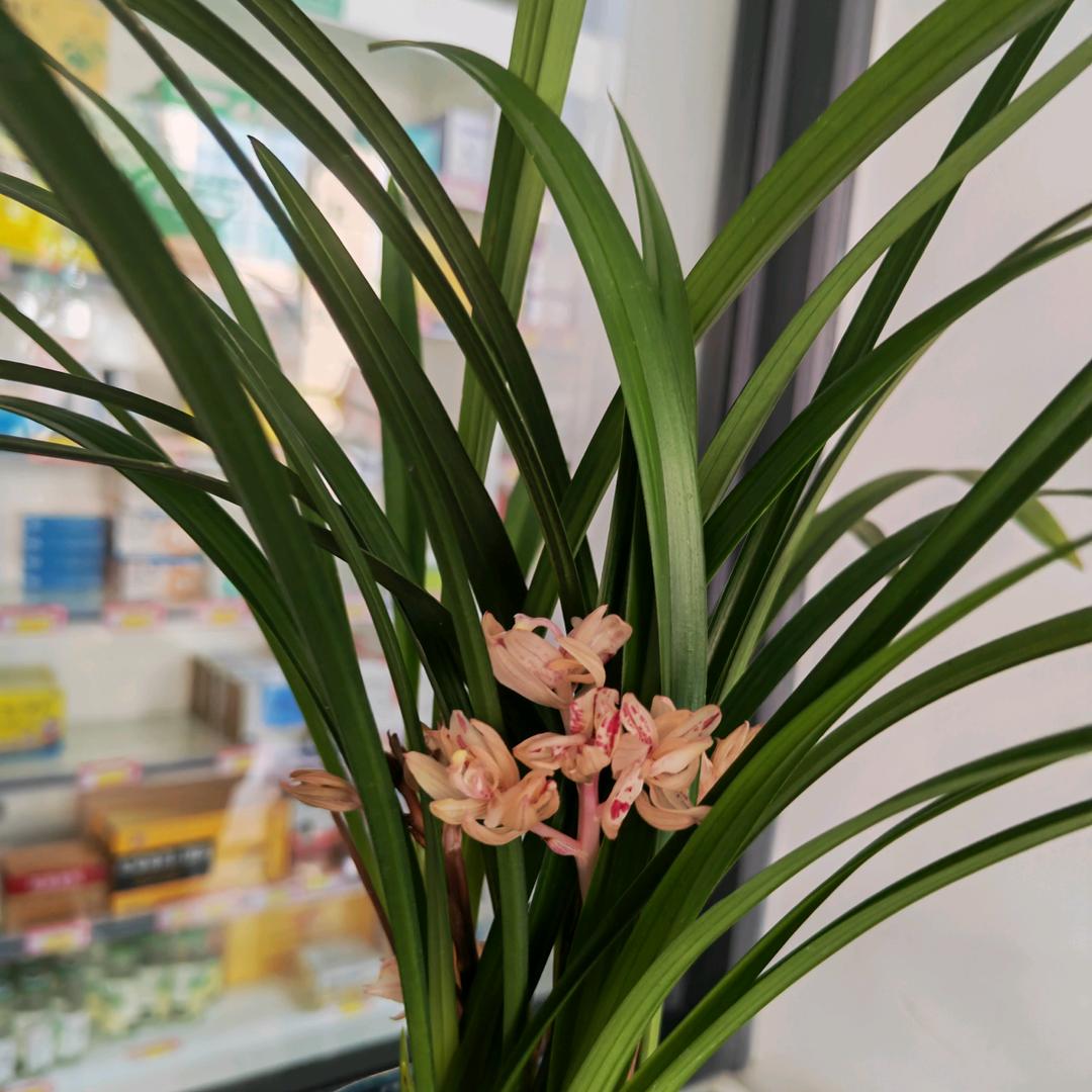 404993云淡风轻《818》