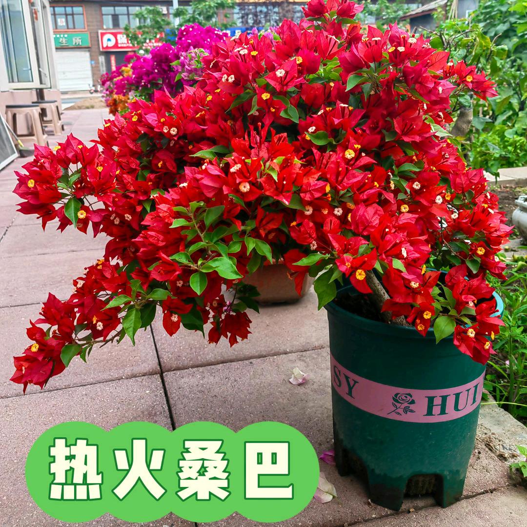 花语飘香
