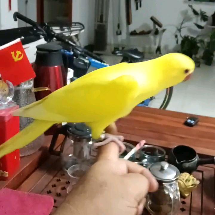 陶卫灵