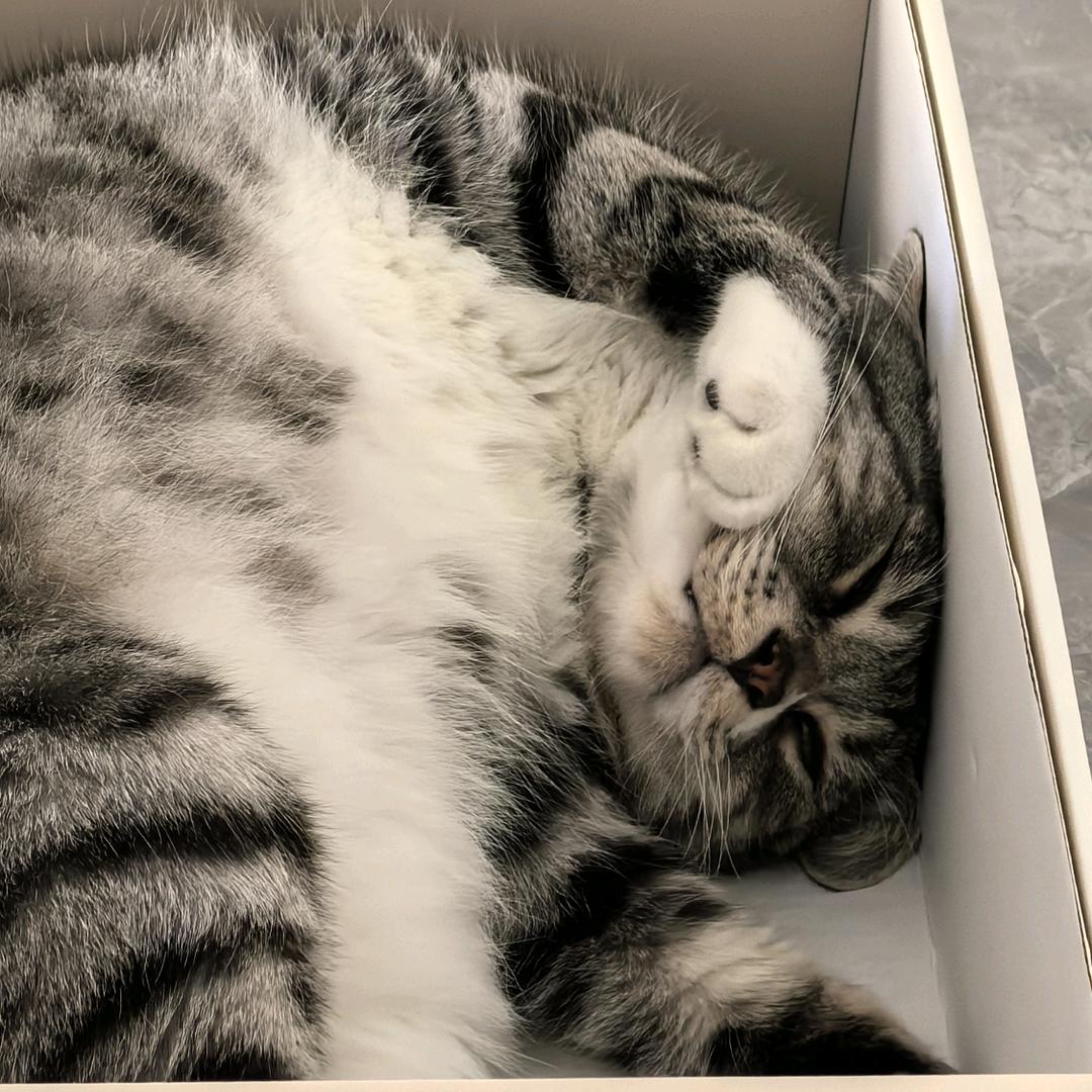 咪咪猫猫头