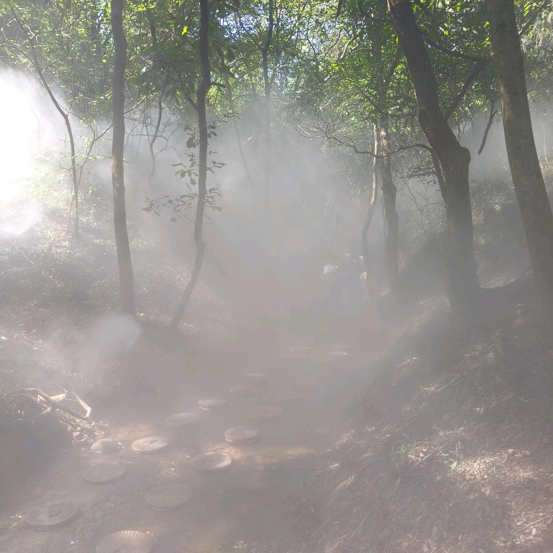 🍋柠檬树上的少🍋