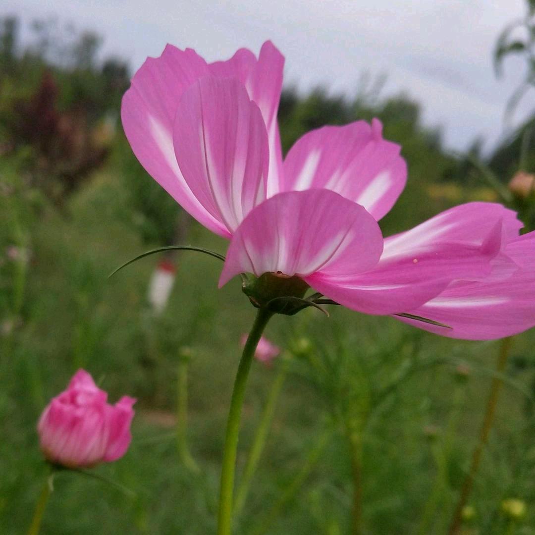 专业生产弧形龙骨