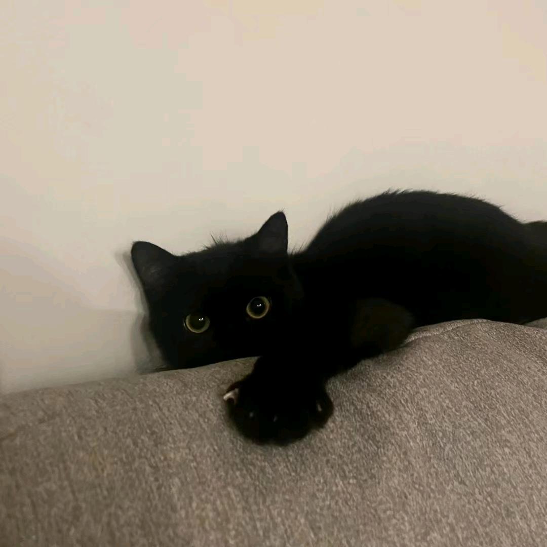 听雨的猫🐱