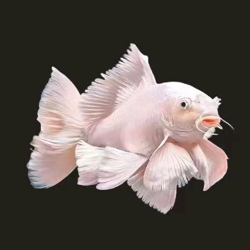 奇点蝴蝶鲤🦋🐟