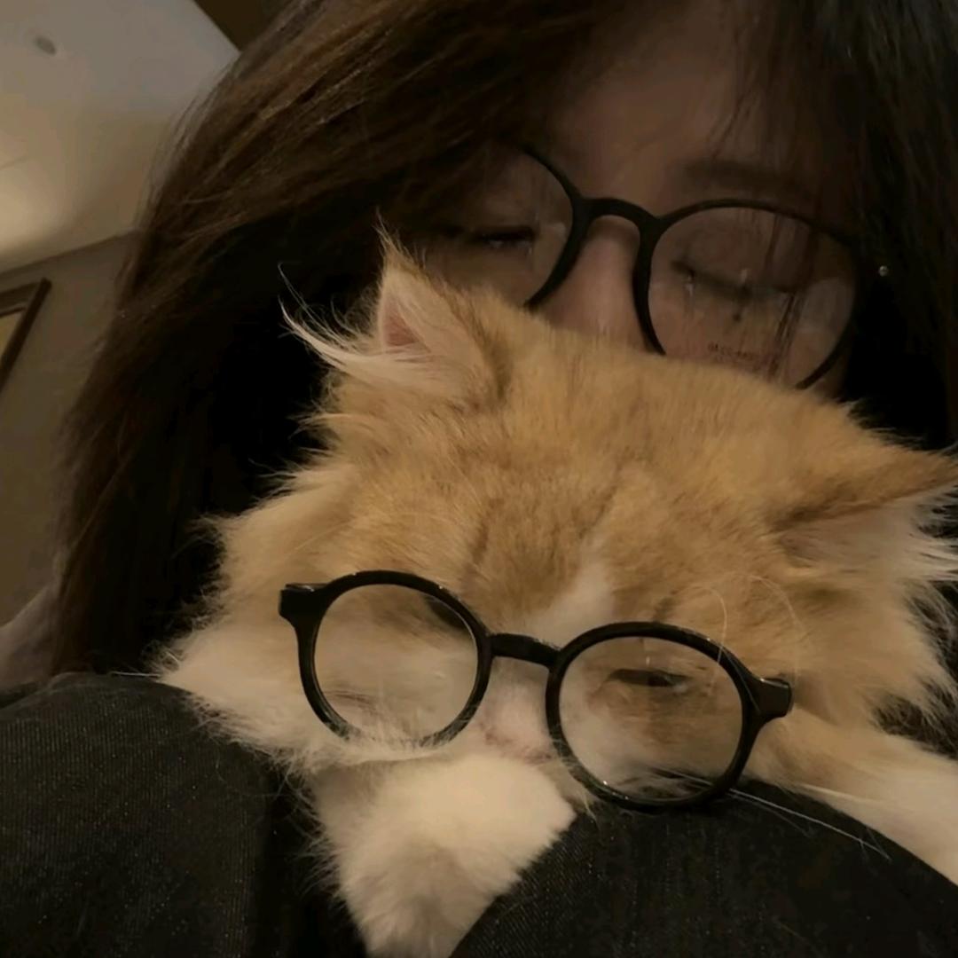 孤独的猫
