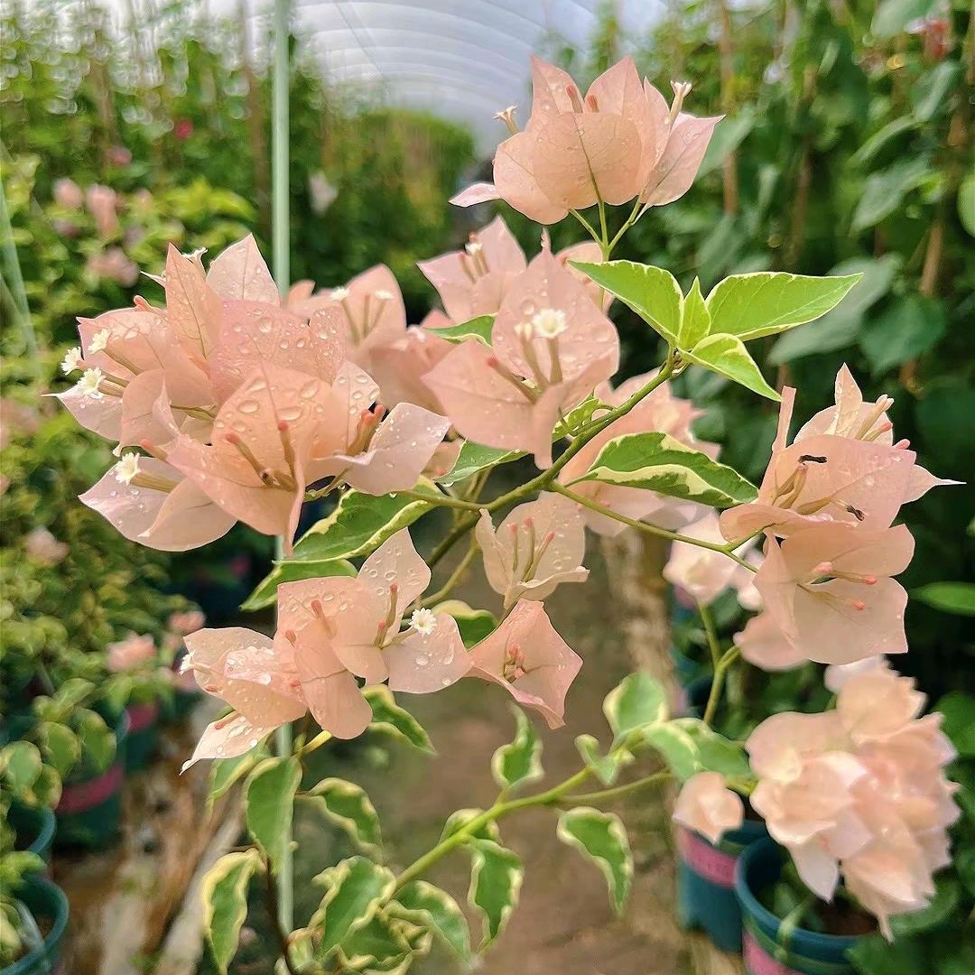 时迁花卉园艺场