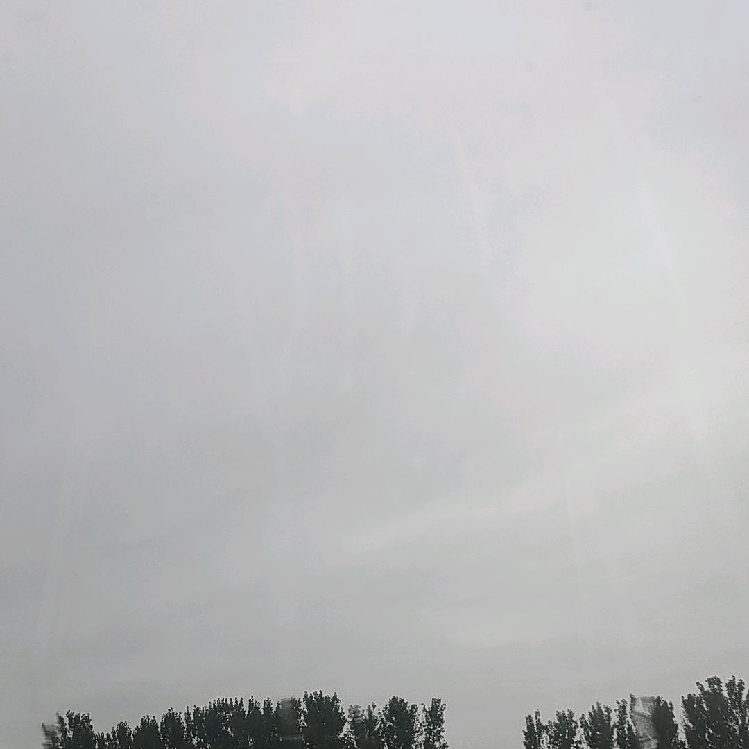 青蔷薇