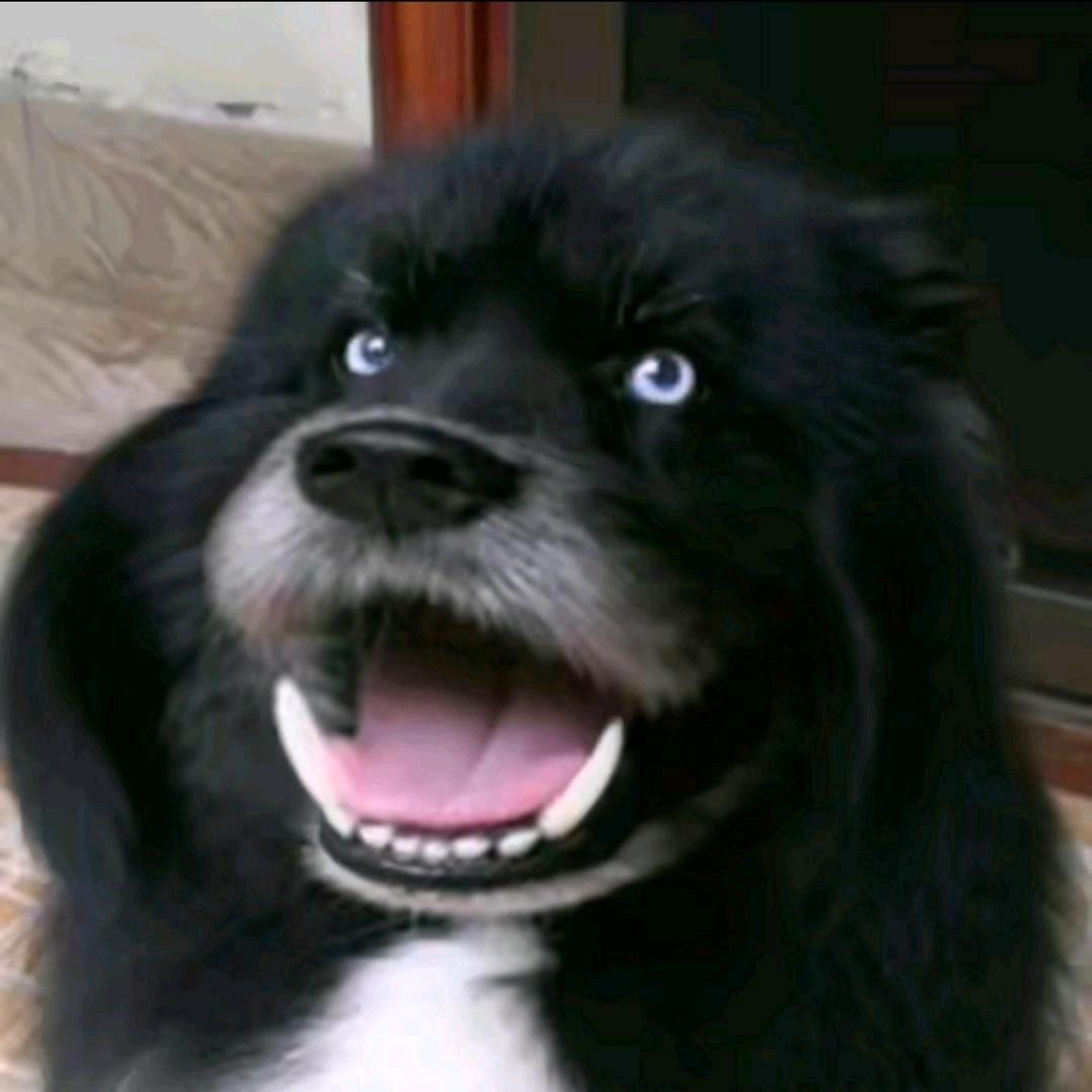 不吃猪草