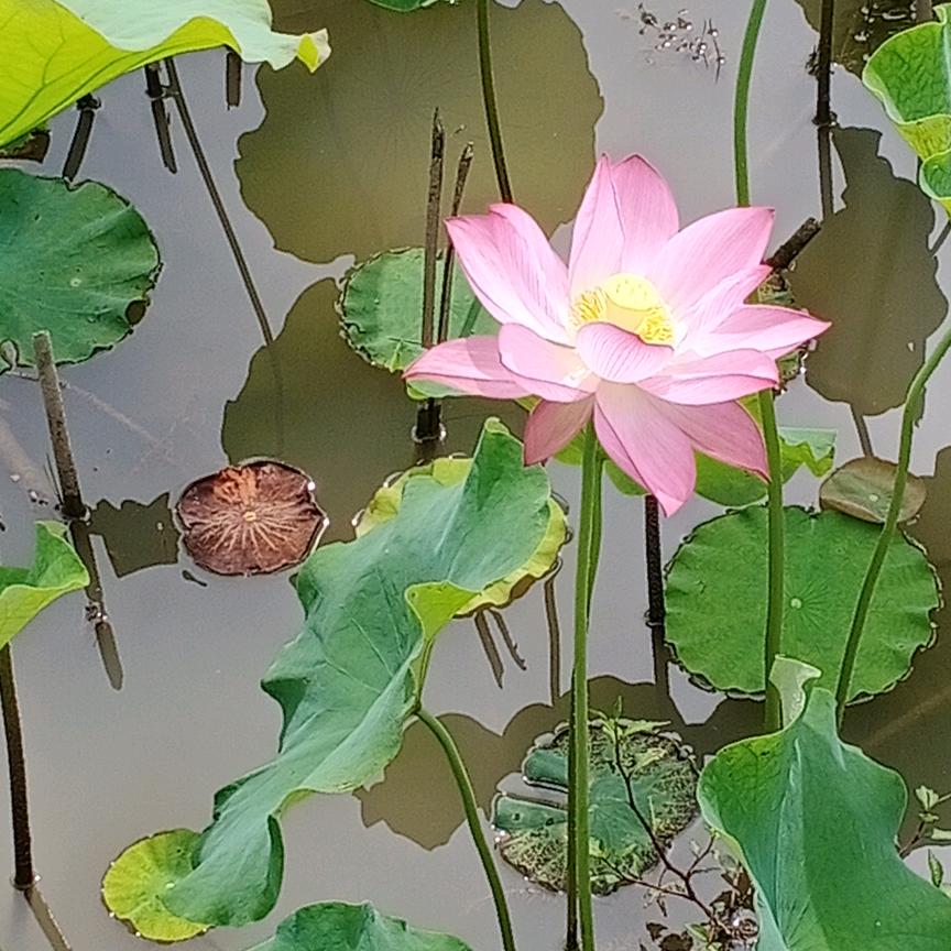实在人