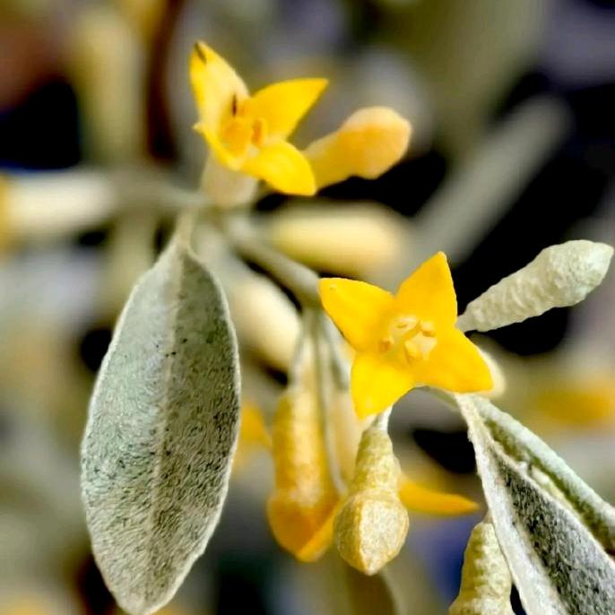一树沙枣花