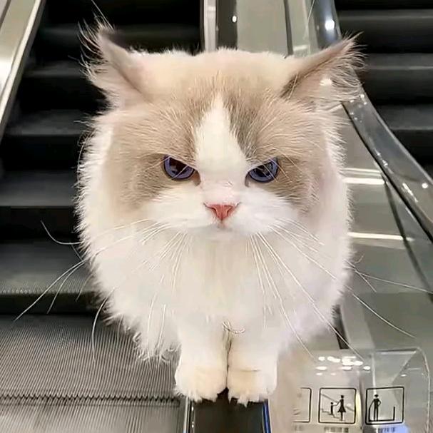 猫猫酱头像