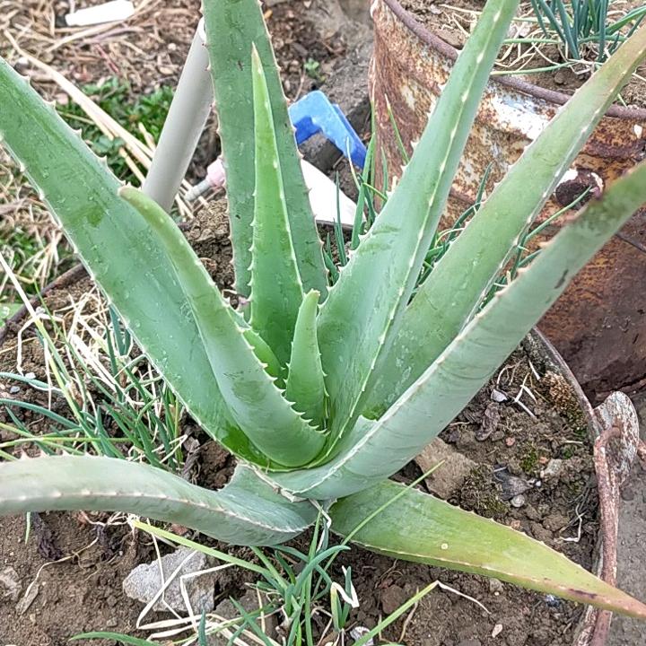 覃柳柳