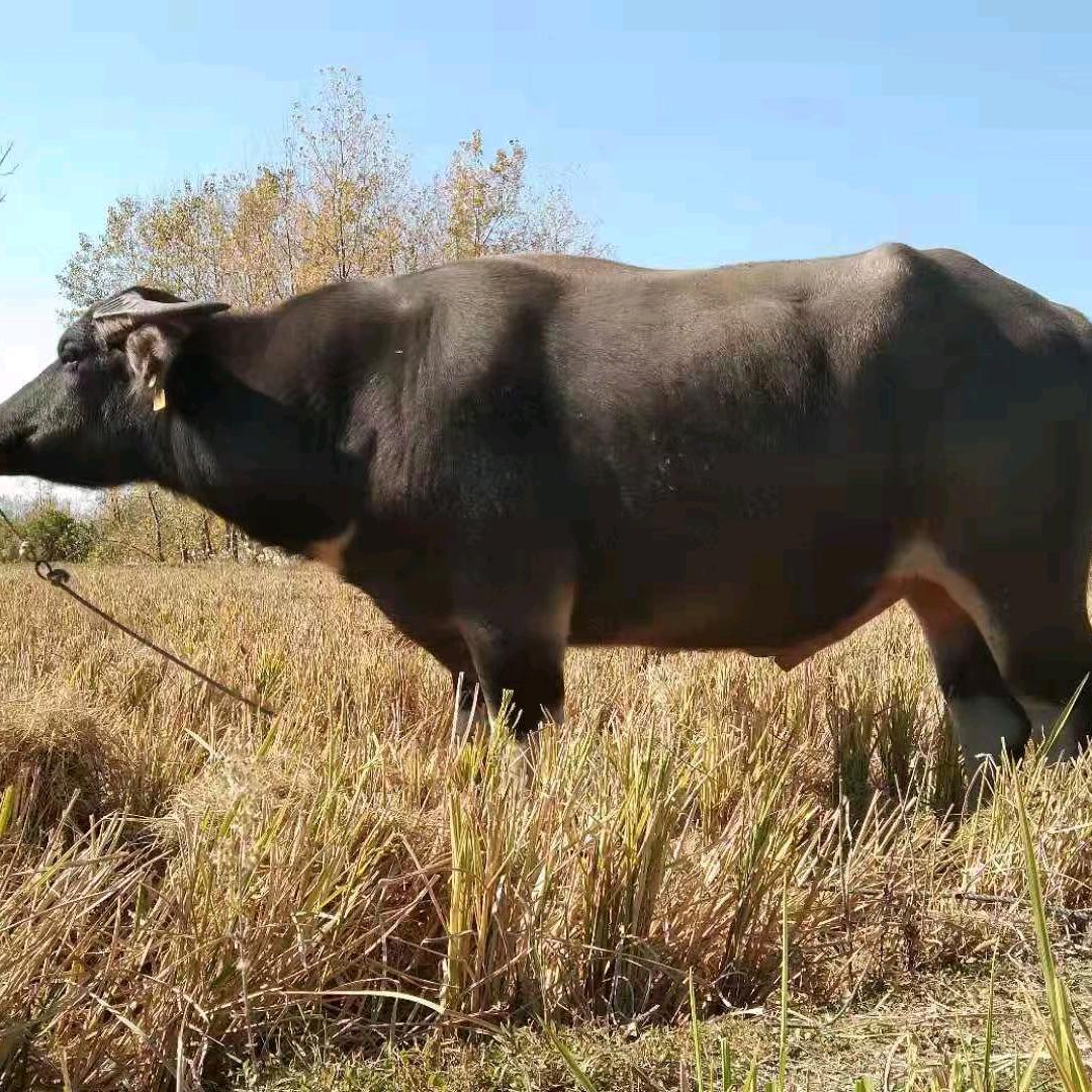 放牛娃是农民。