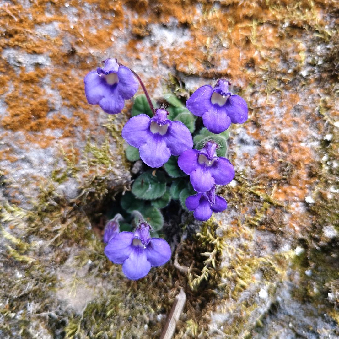落日余晖映晚霞,人生何处不芳华
