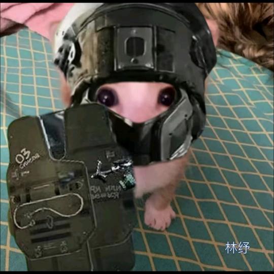 二次元虎酱（盾构人柱力版）