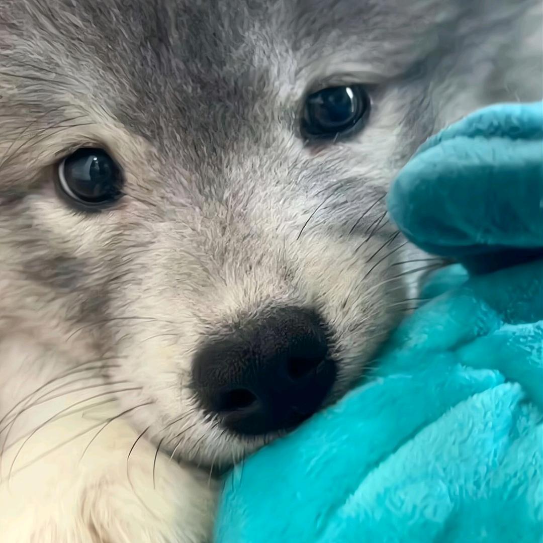 欧迪迪迪迪迪迪