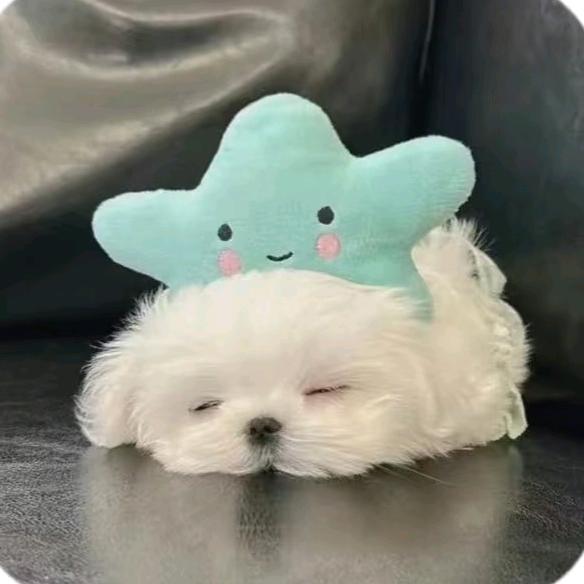 莎莎