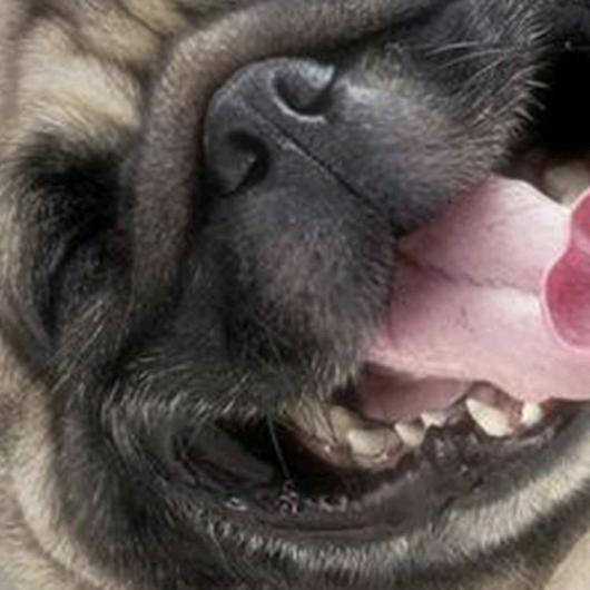 大林（三角洲）