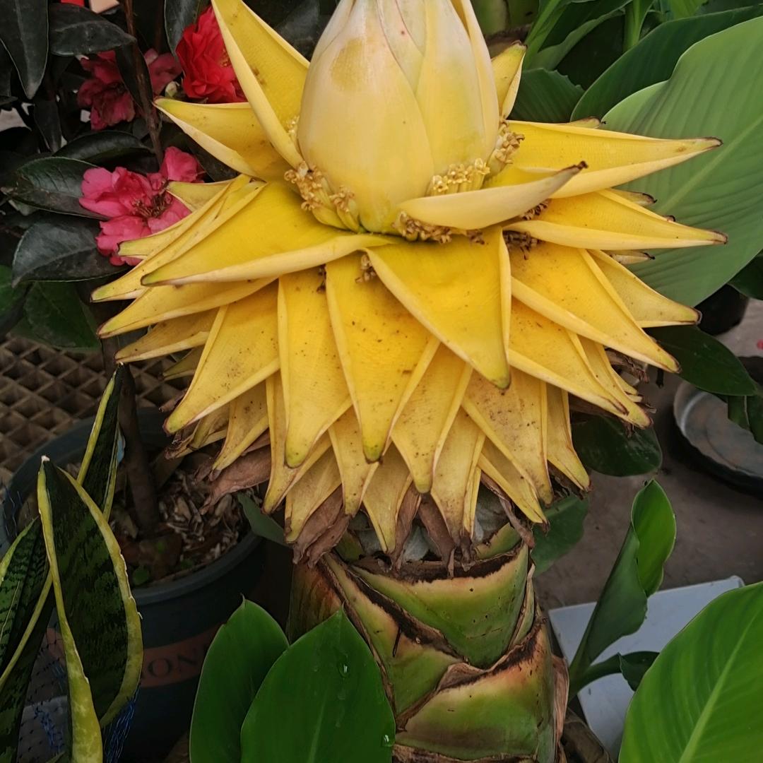 小点点