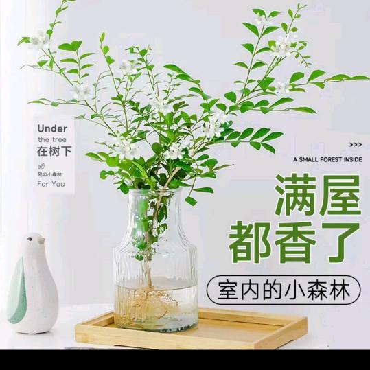 三姐妹说媒