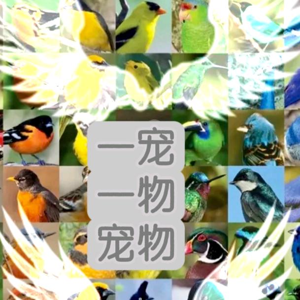宠