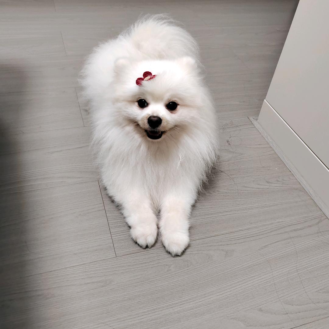 🍭🍭棒棒糖🍭🍭