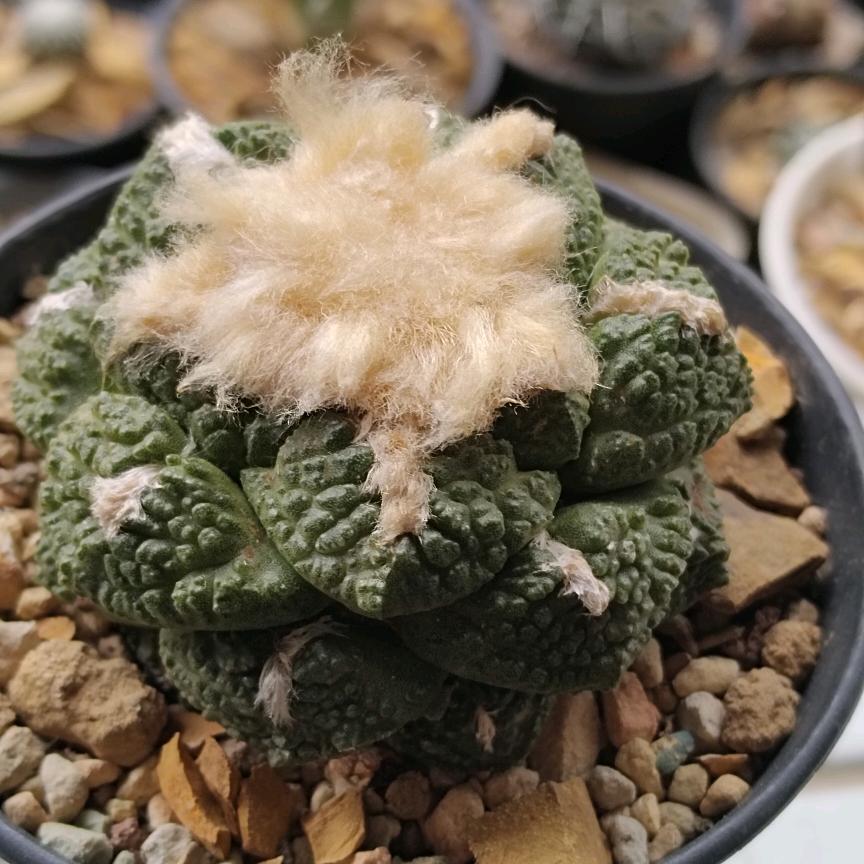 被你一说是有些印象
