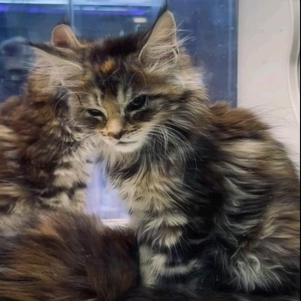 知识渊博的白痴