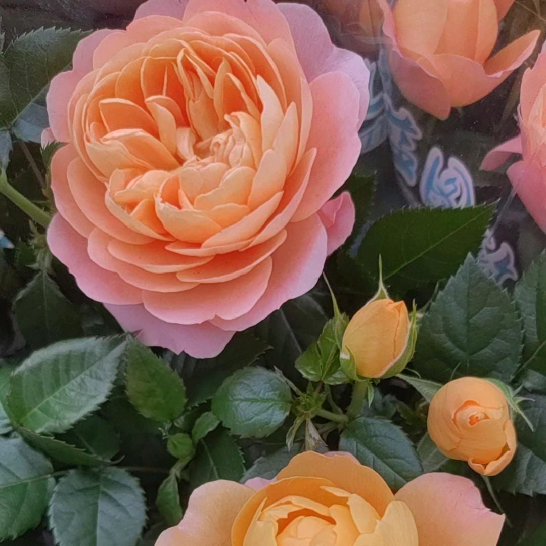 瑞🌹
