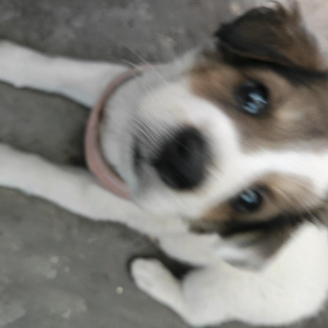 土豆～