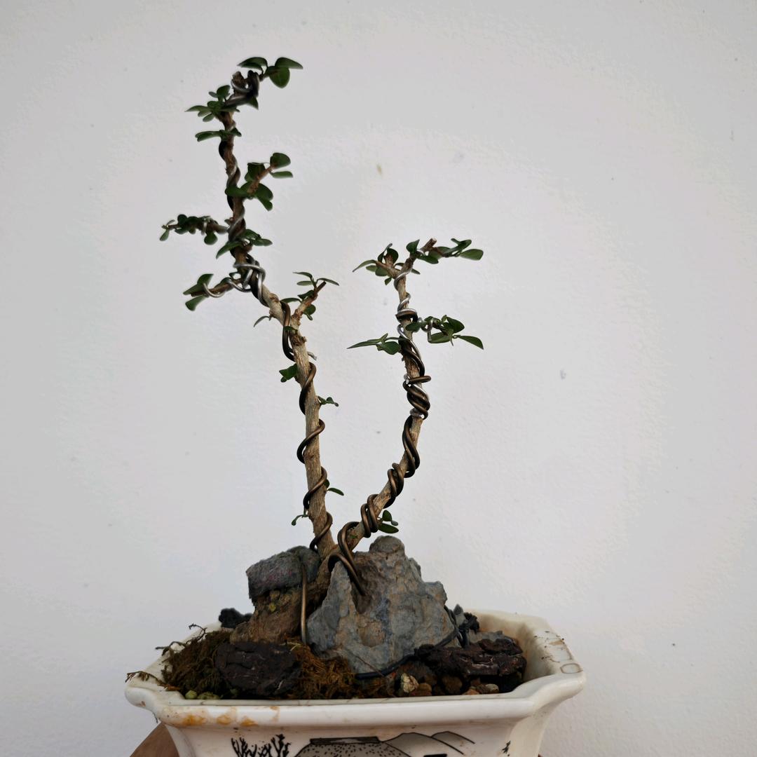 茶道寄语