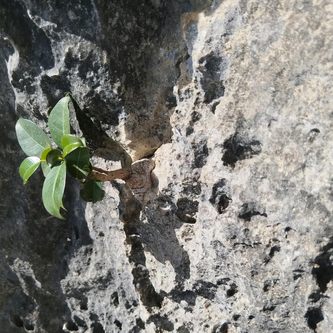 今朝