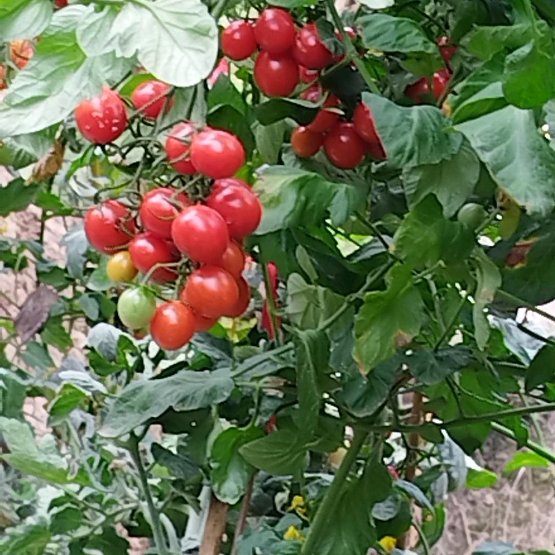 梦中情缘