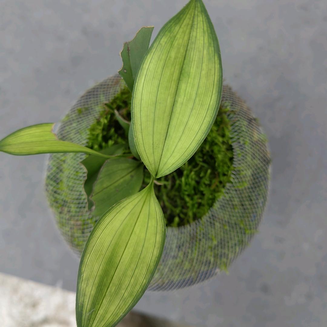 钱龙（龙龟兰苑）