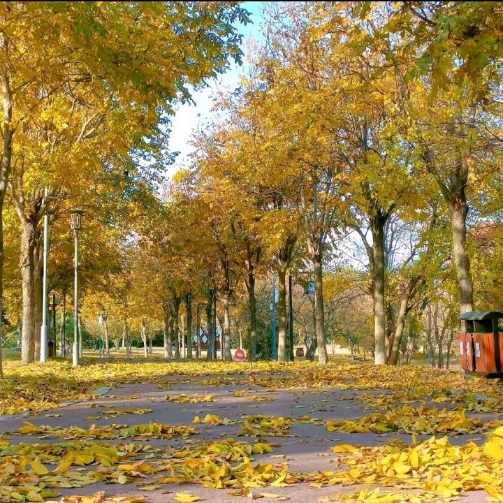 一场秋风一场雨……