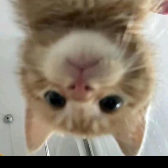 梦动山山直播号