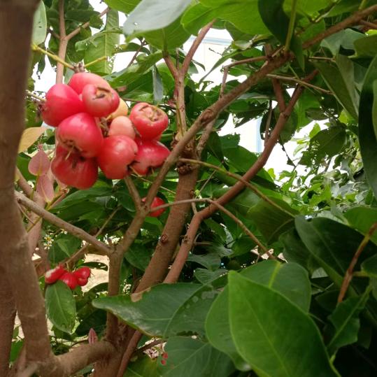 ㅤㅤㅤㅤㅤㅤㅤㅤ白菜