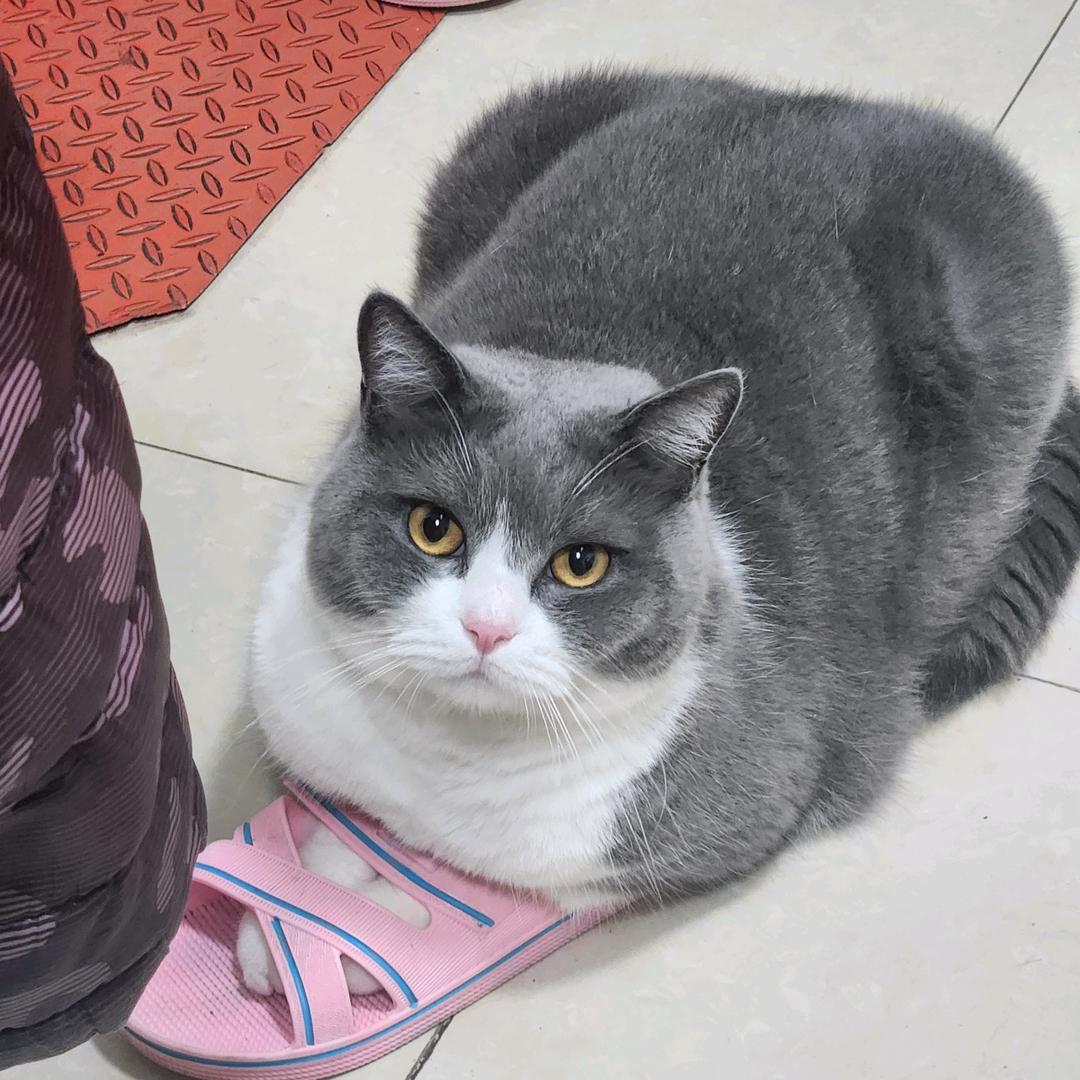 Bitip