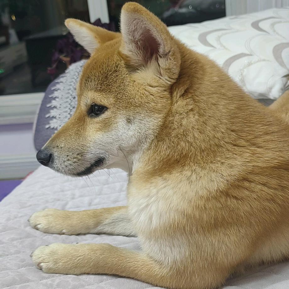 反派冷酷小🐶