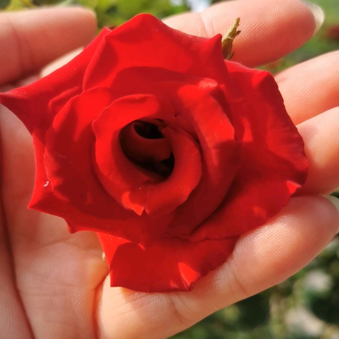 花妖