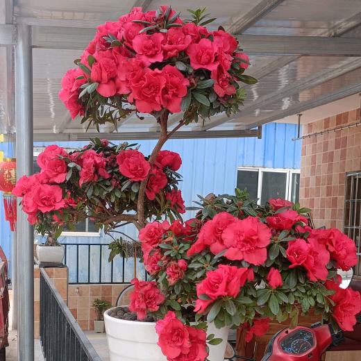 🦆🦆🦆🦆🦆🦆